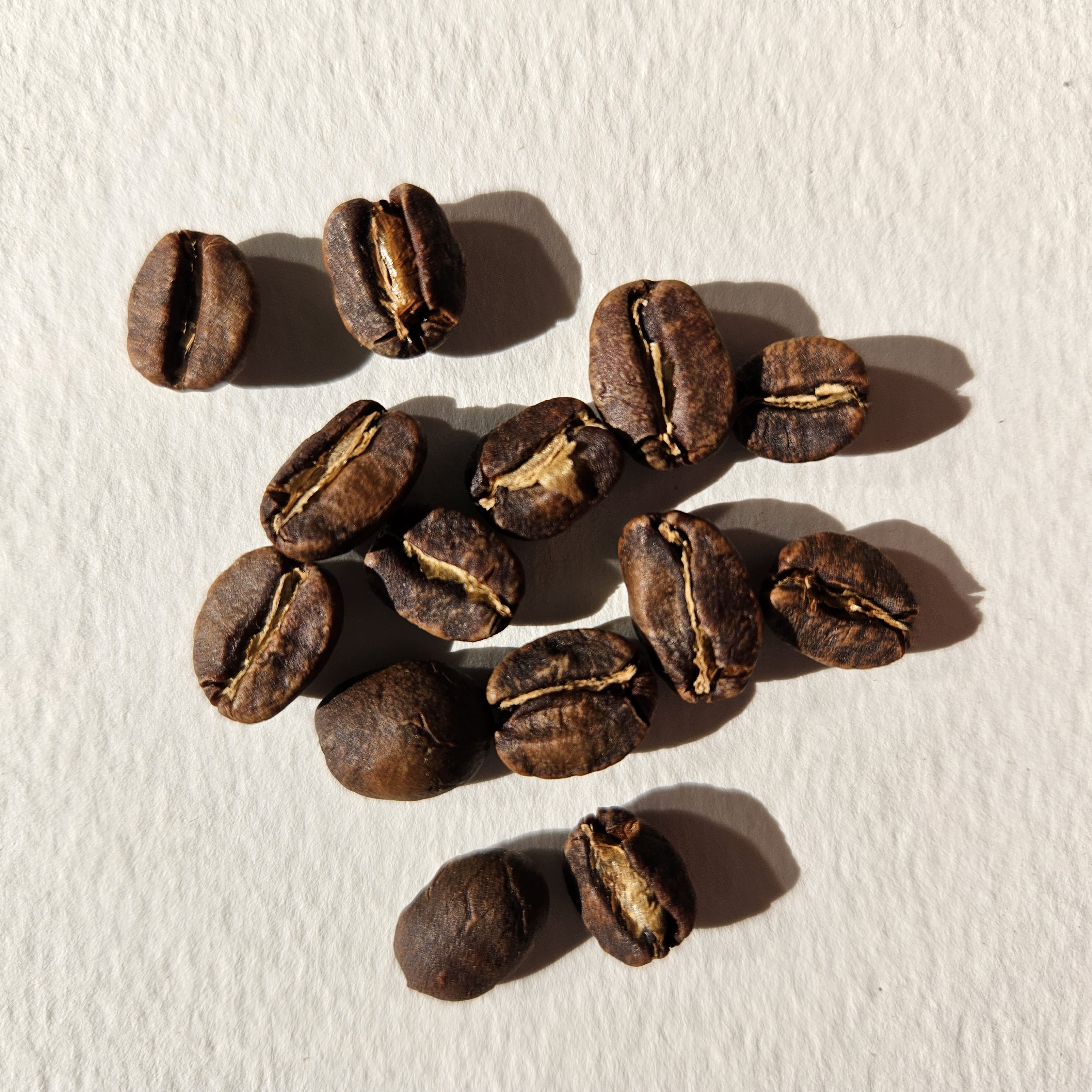 Peruvian specialty coffee beans: Cajamarca [Marsellesa]