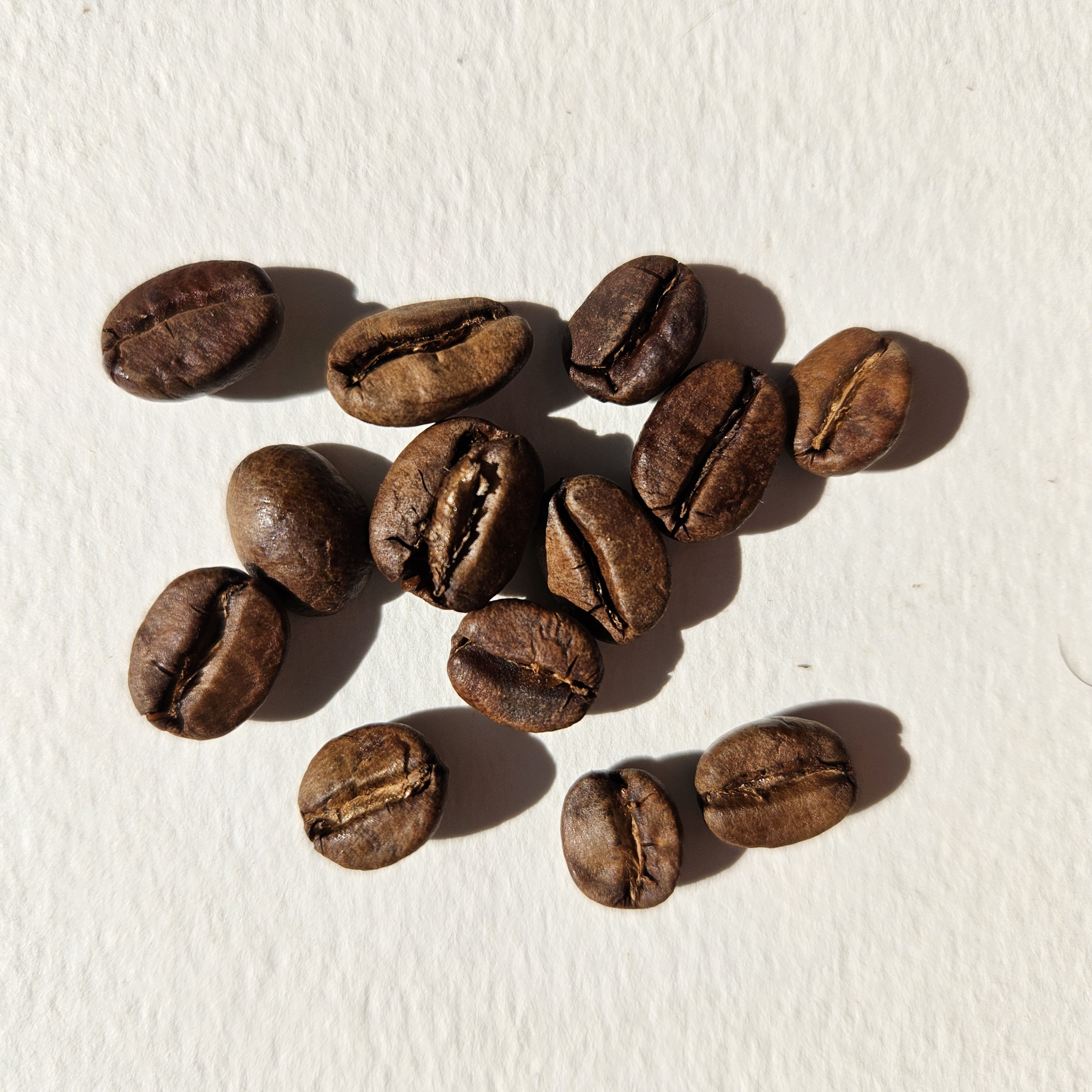 Peruvian specialty coffee beans: SL09 [Cusco]