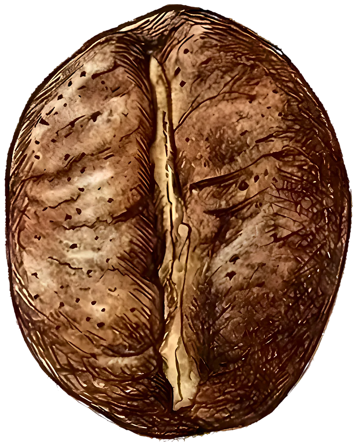 Robusta bean
