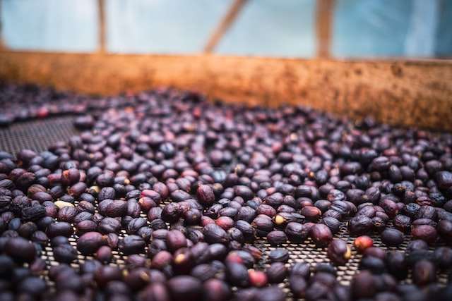 Natural process: whole coffee cherries drying on a raised rack.